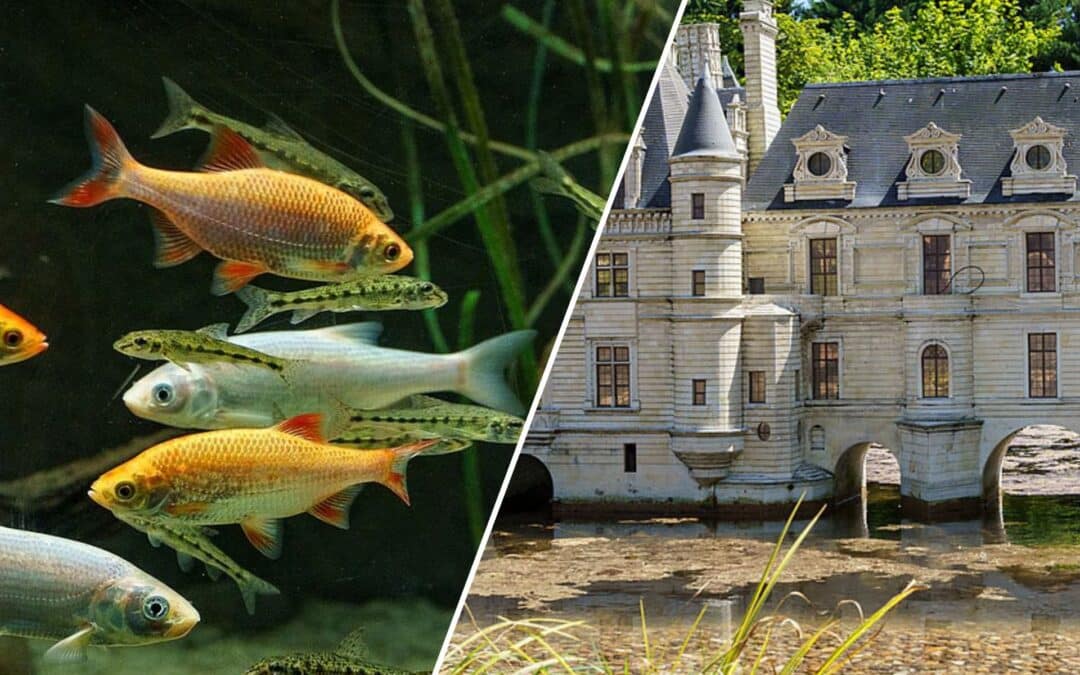 Aquarium/Mini-châteaux