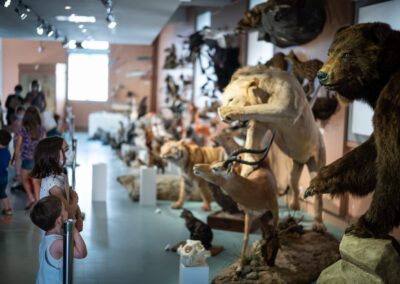 Museum d'Histoire Naturelle de Tours
